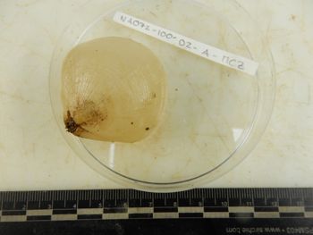Media type: image;   Invertebrate Zoology 139304